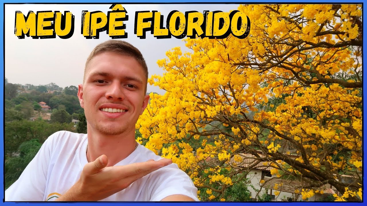 Conheça e saiba COMO PLANTAR mudas de Ipê Amarelo | Roxo | Rosa e Branco