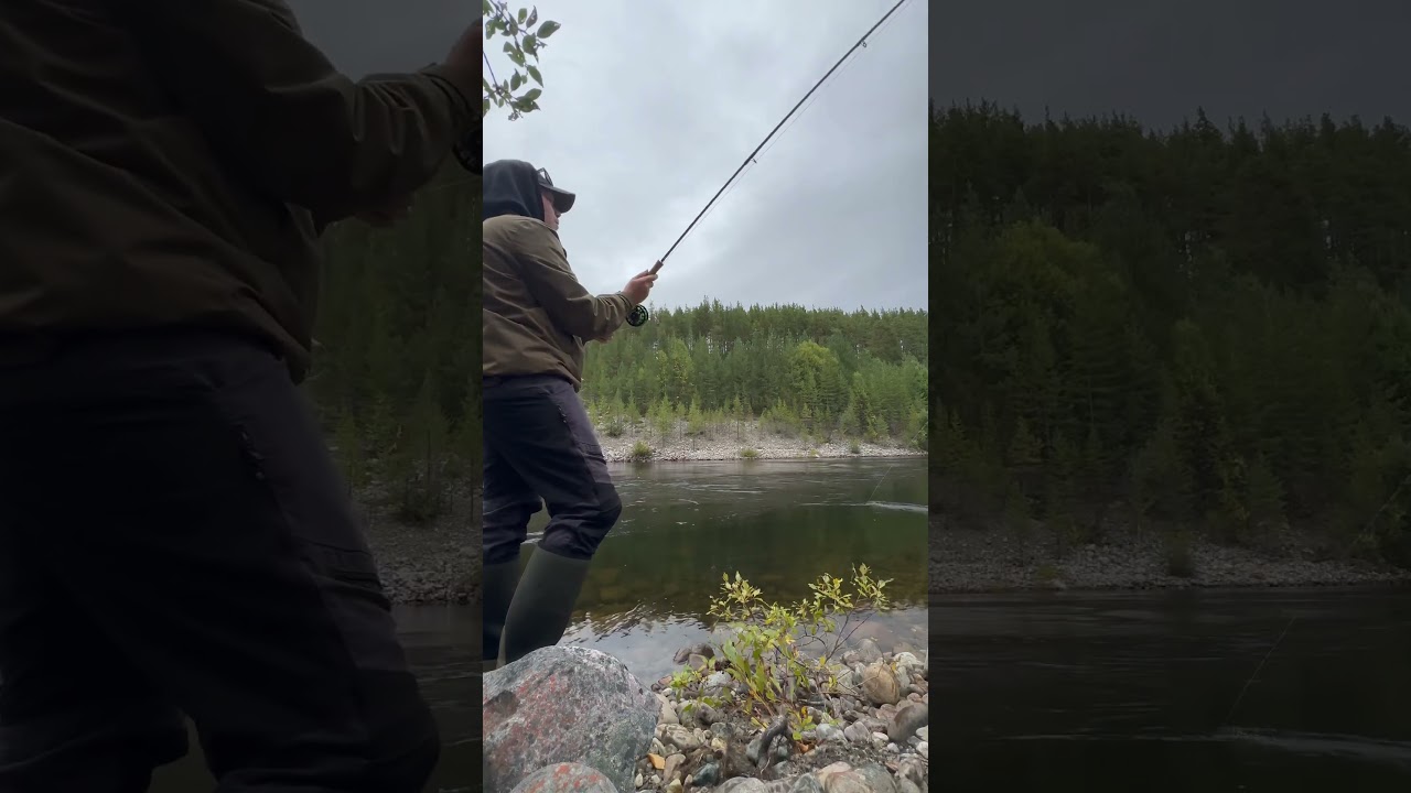 Casting canon! 425gr skagit 10ft switch rod. #switchspey