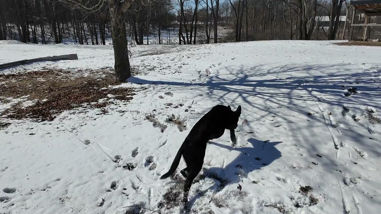  A Day in Michigan: Weather, Dogs, Chickens & Finding Beauty in Everyday Life 🐕🌿