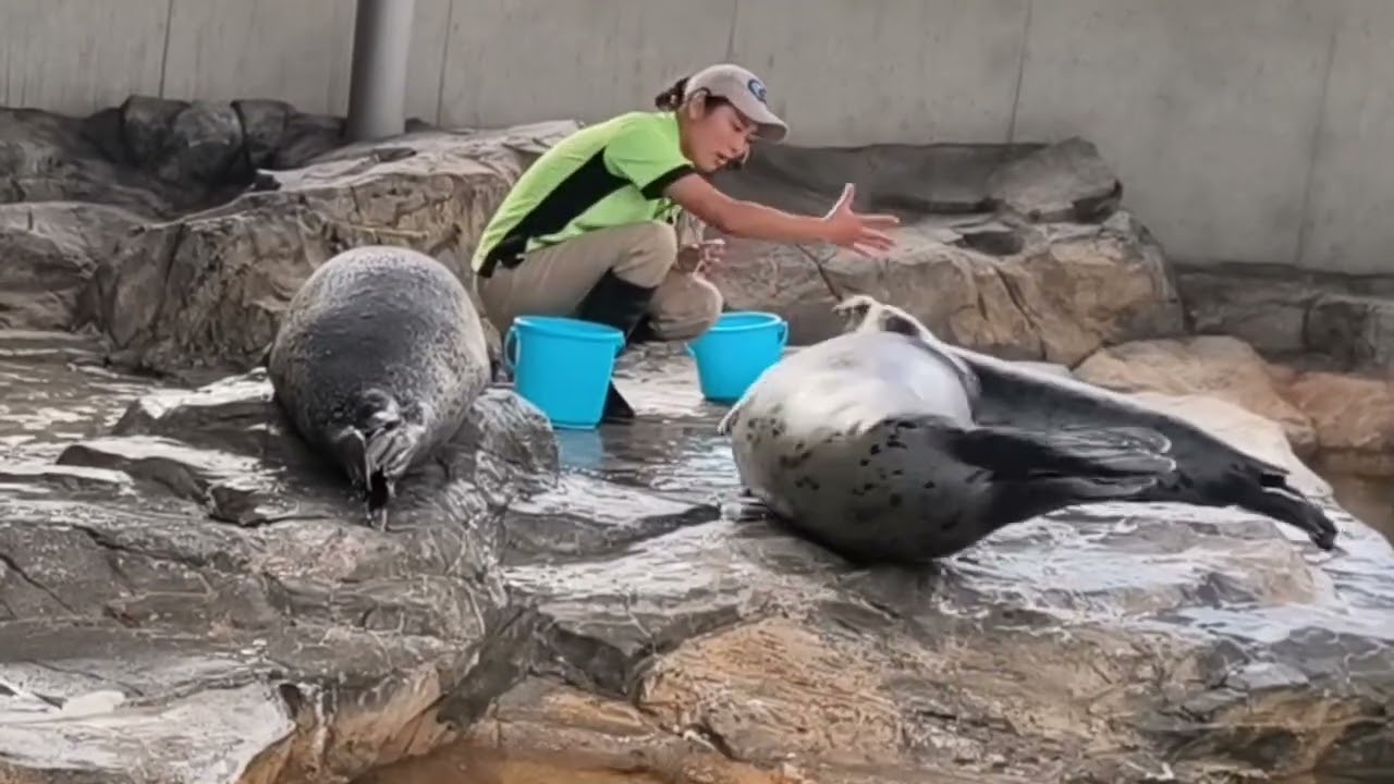 しながわ水族館🇯🇵期待値低めのアザラシショーに癒された！