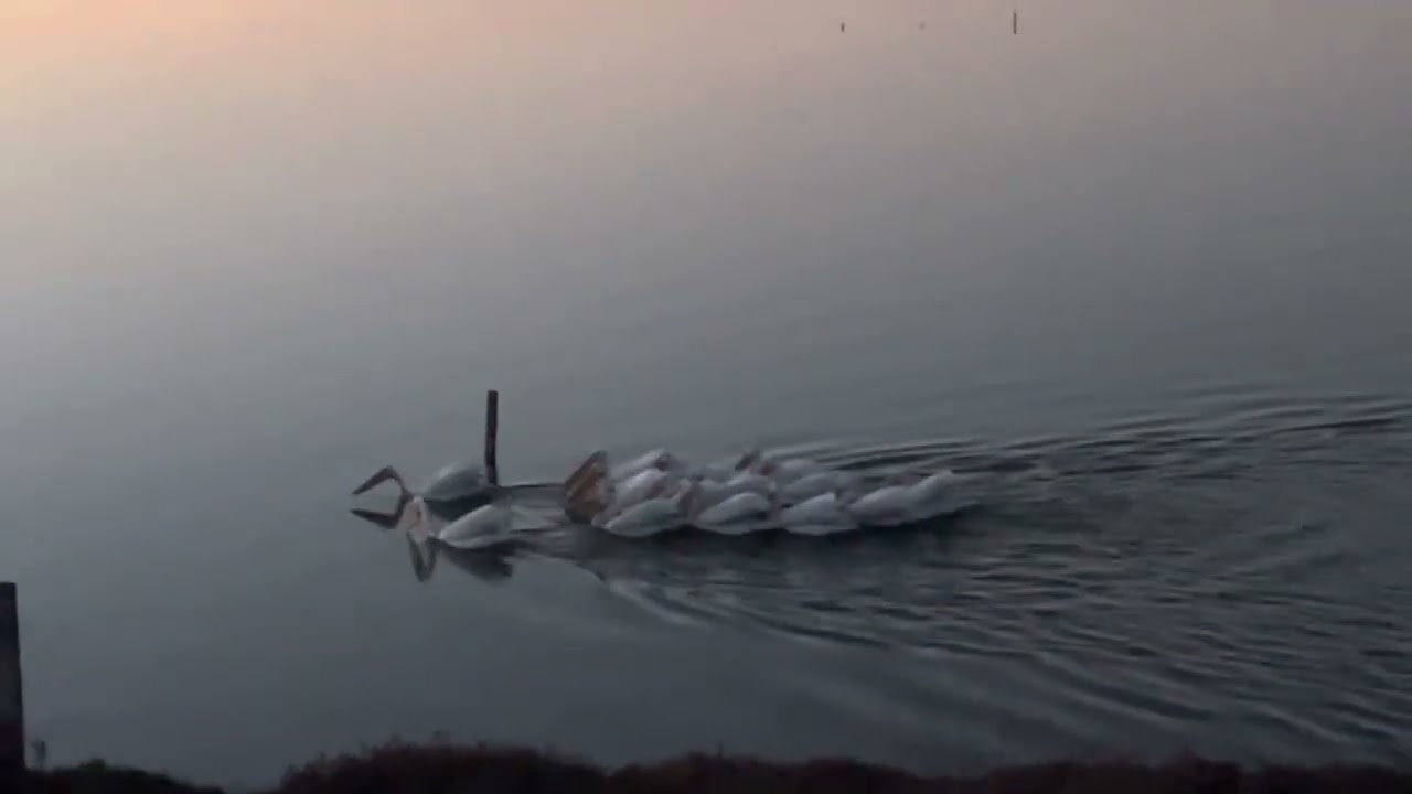 Pelican Flock 4.5 minutes