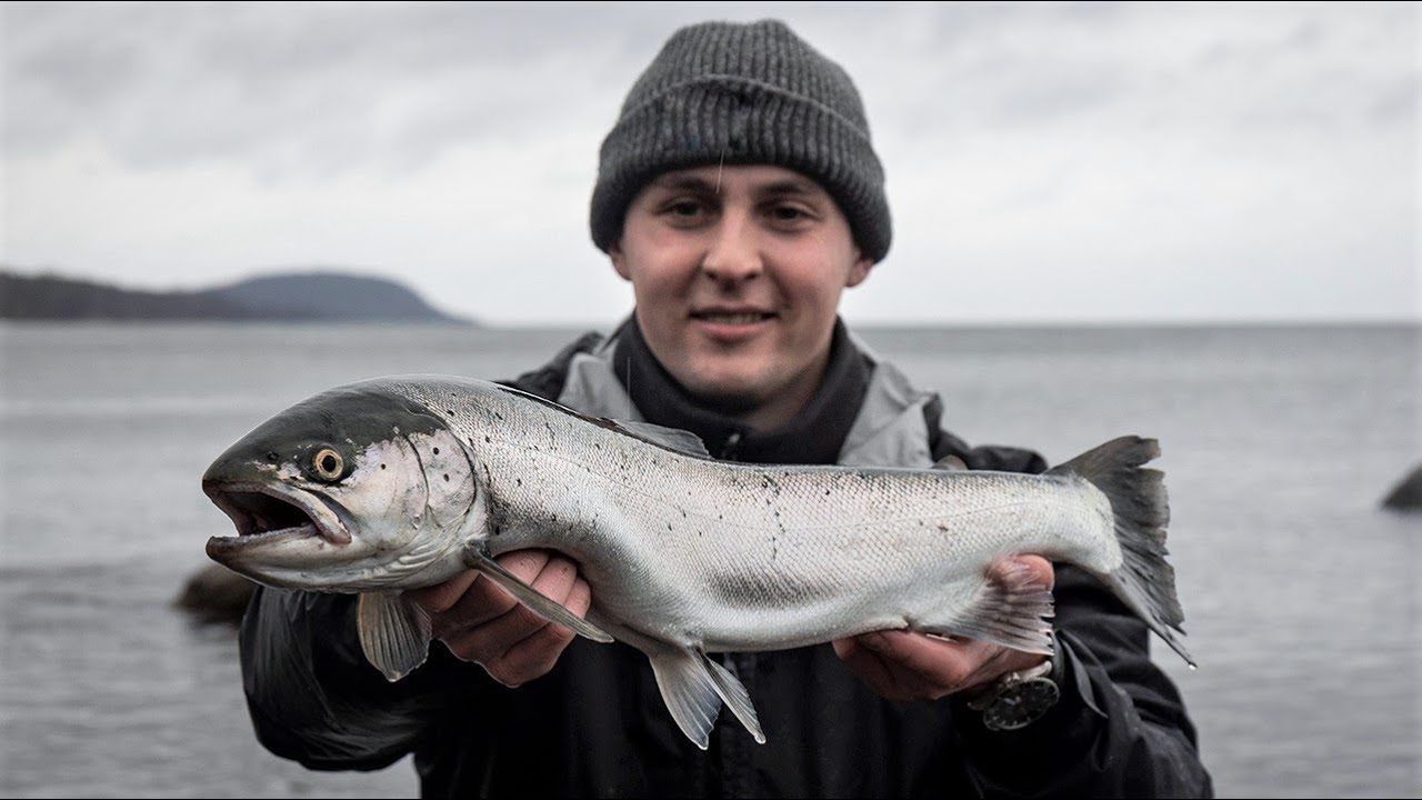 BALTIC SEA TROUT CATCH N' COOK - Poke Bowl (Biggest I Ever Caught)