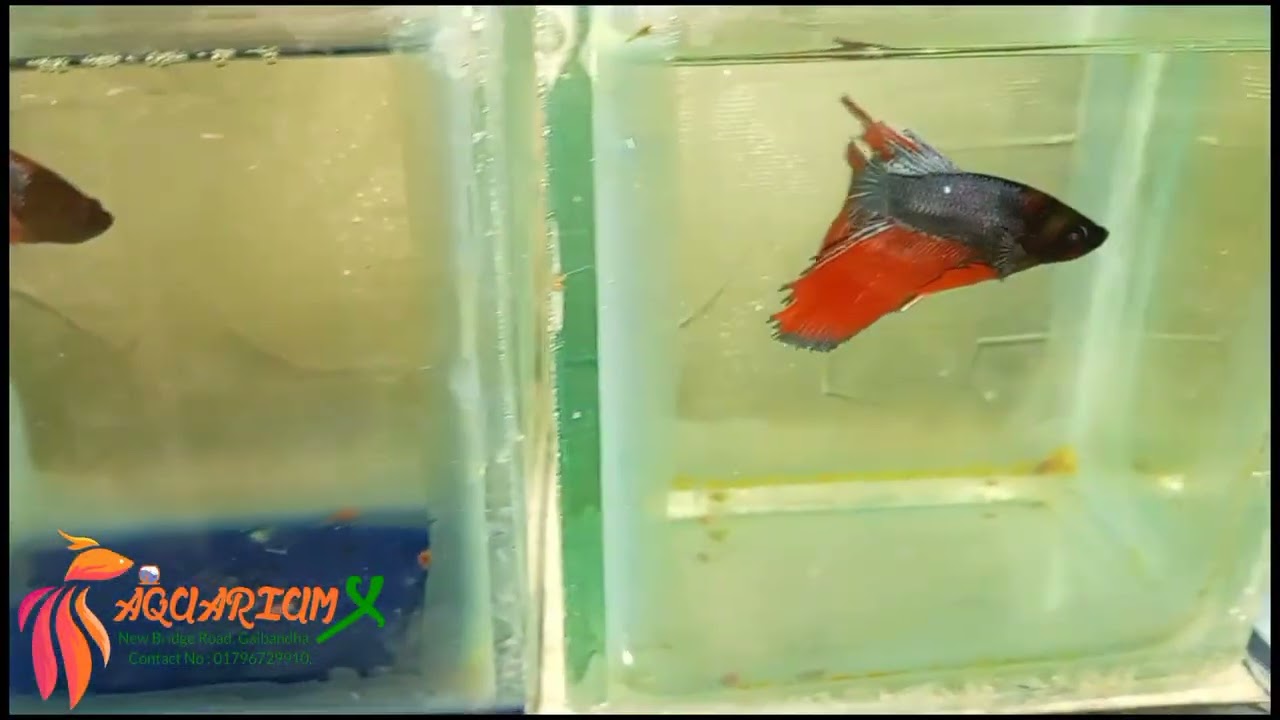 Betta fish (Fighter)🐳🐳New Stock Update ❤️❤️❤️  Come to Visit our shopAquarium X Gaibandha