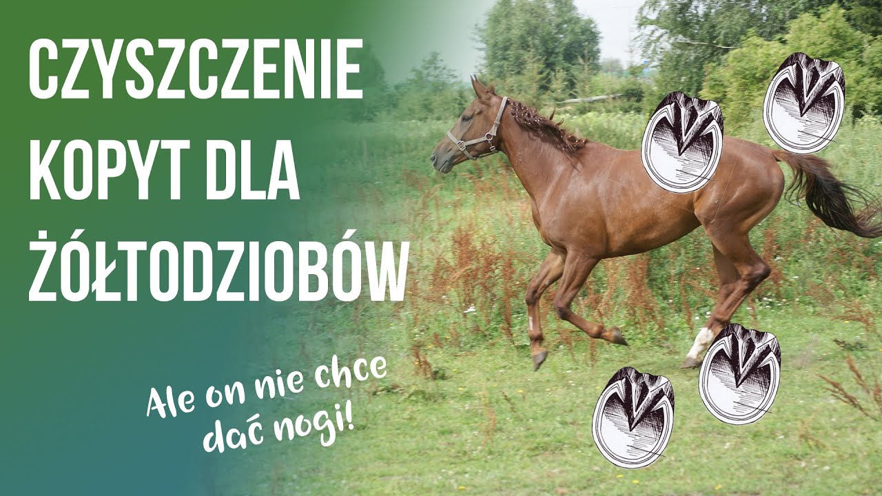 JAK WYCZYŚCIĆ KOPYTA? Czyszczenie kopyt krok po kroku z najlepszymi wskazówkami
