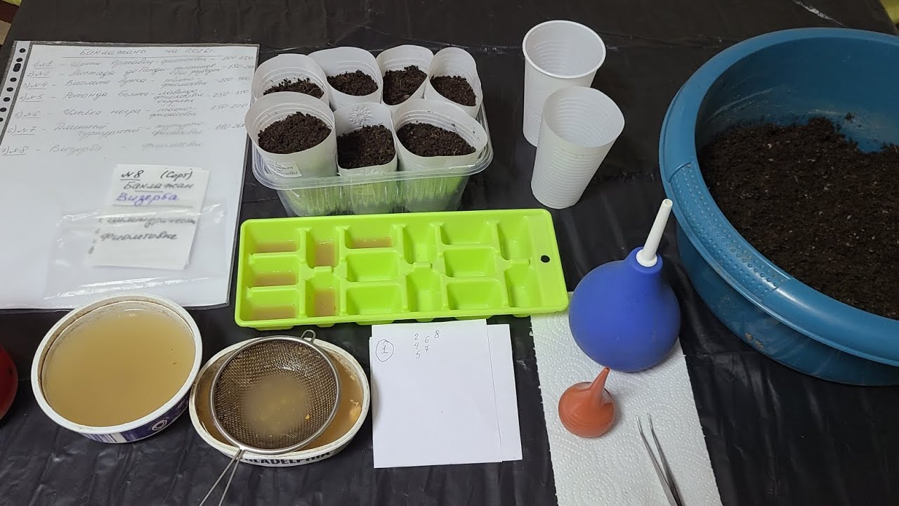 Посев баклажан на рассаду  20.02.2026г.