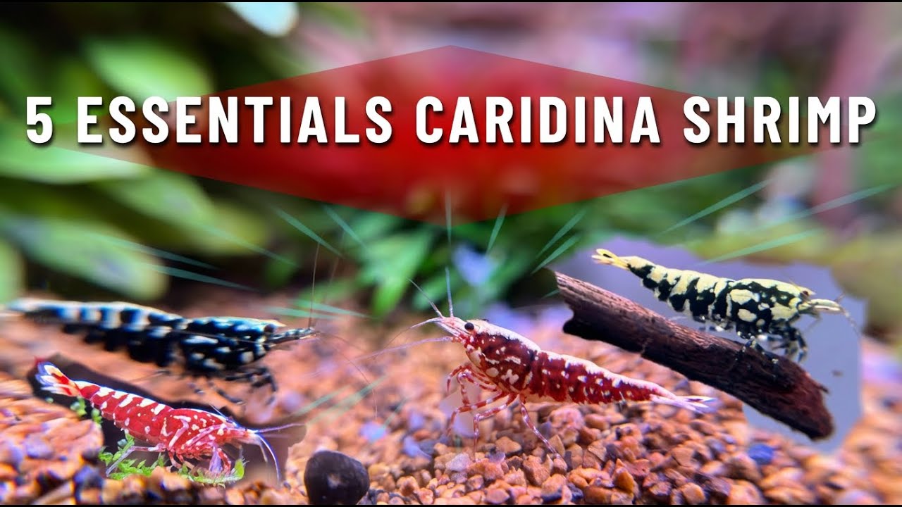 5 Essential Tips For Keeping Caridina Shrimp