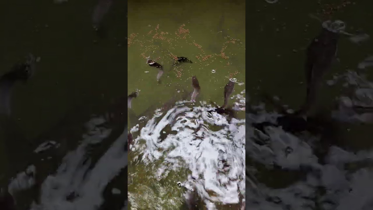 150 catfish diary: 2weeks old in our pond with zero mortality.