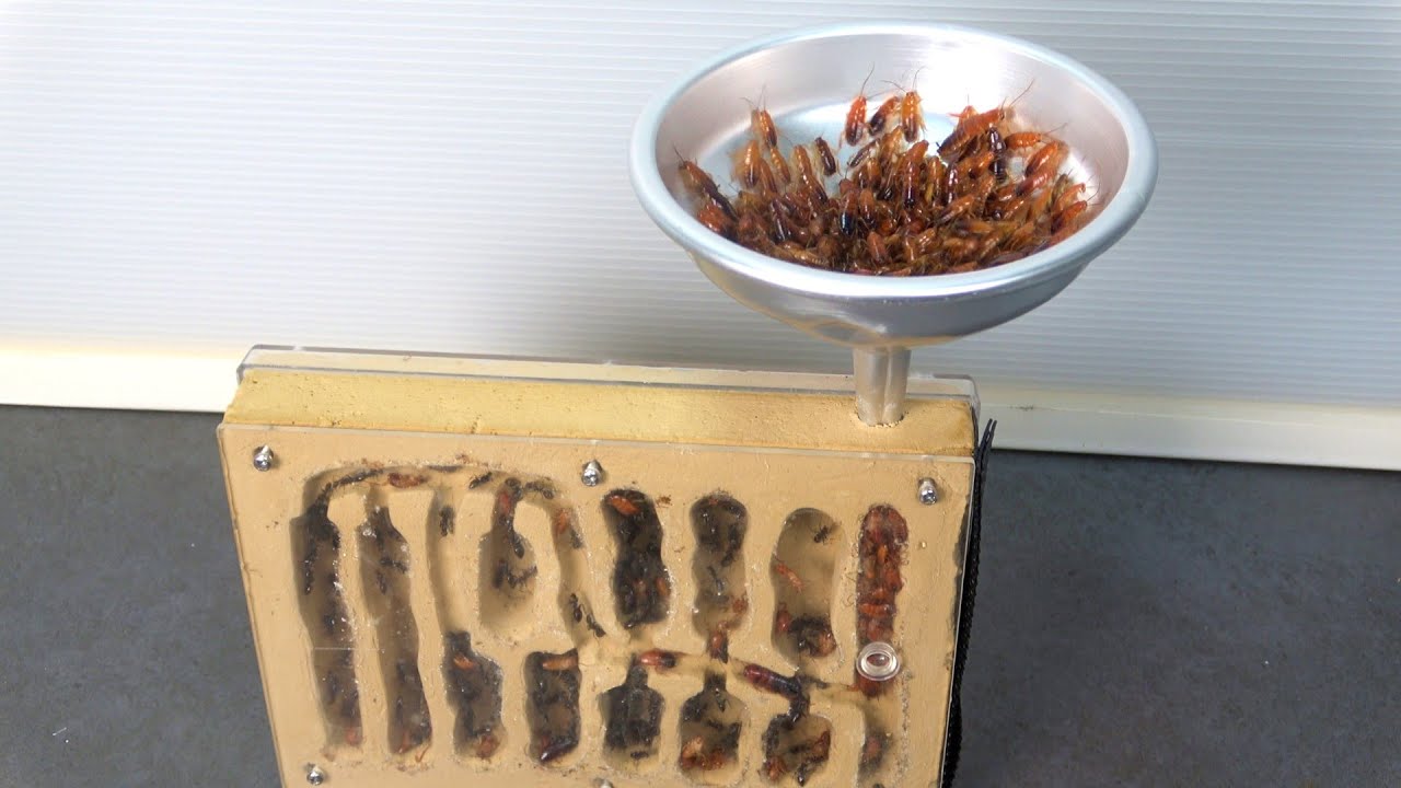 アリの巣に大量のゴキブリを流し込む