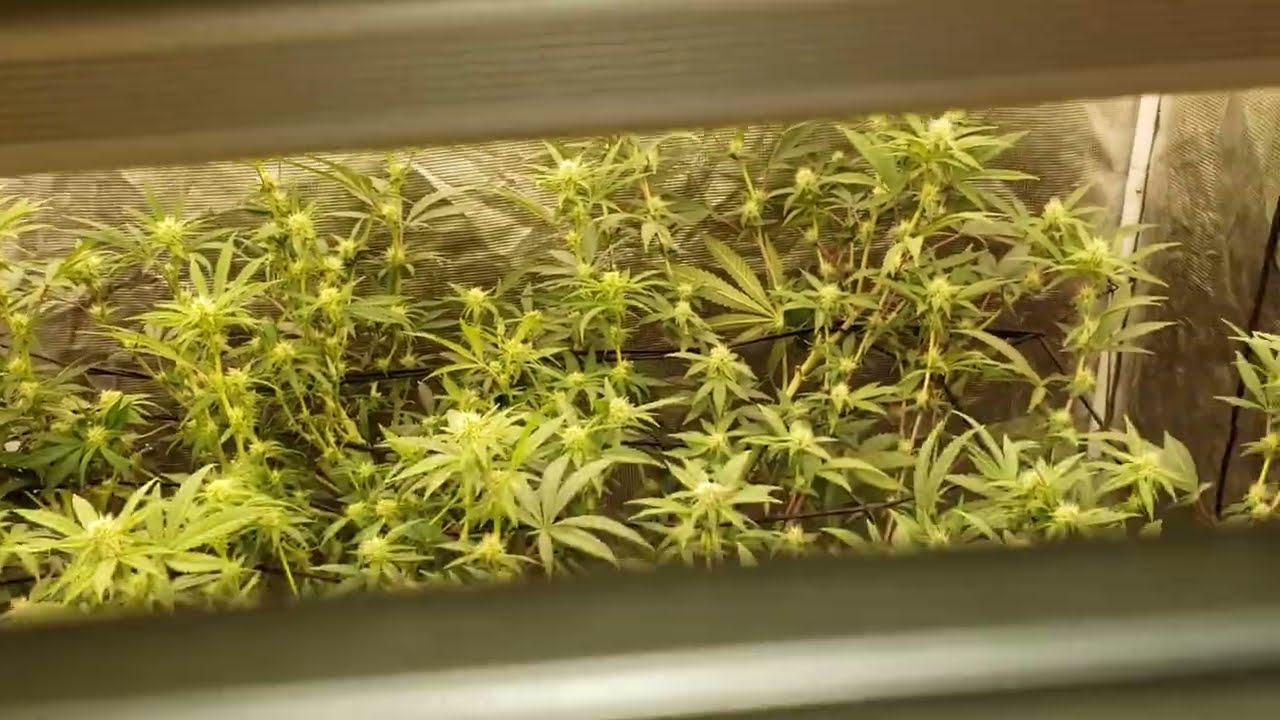 End of week 3 of Flower - 4x4 Living Soil Organic - Ethos Genetics Citradelic Sunset