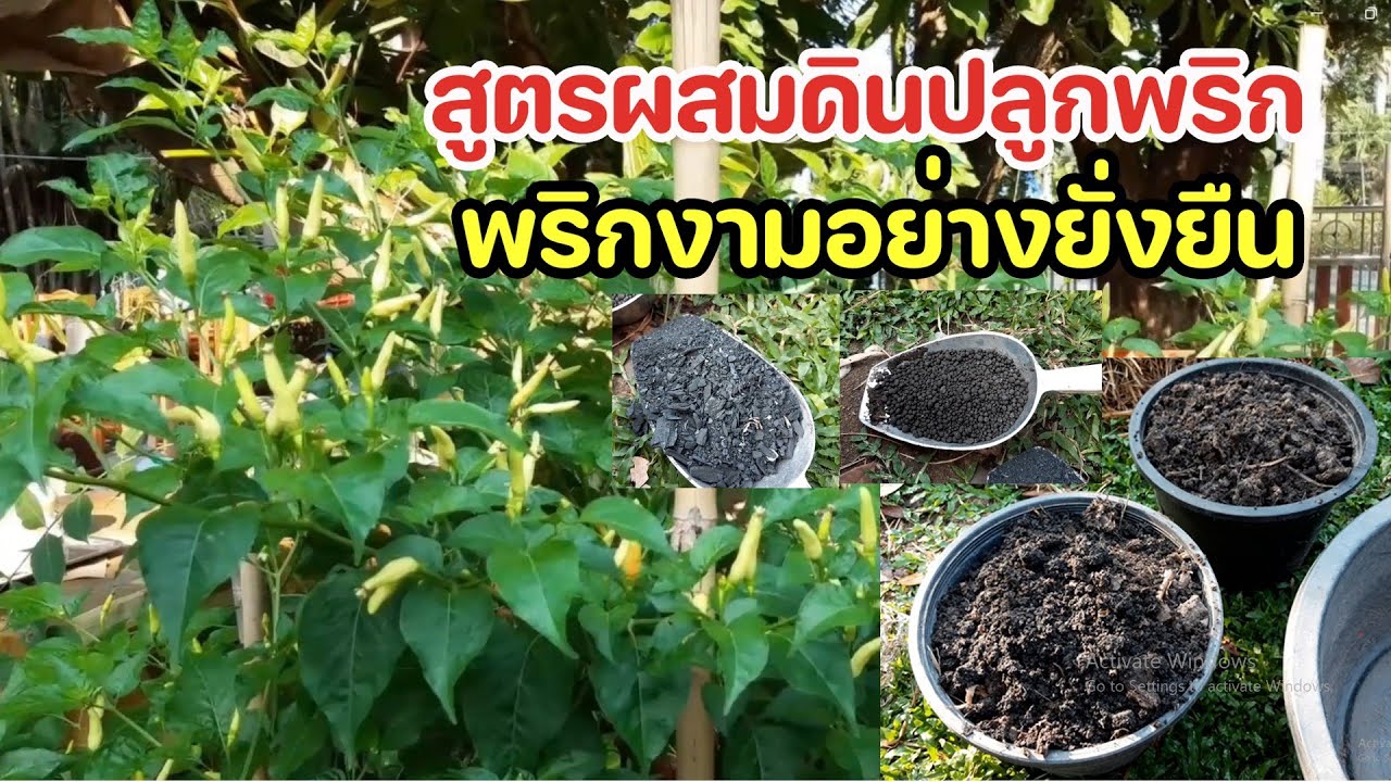 ปลูกพริก Ep.34 สูตรผสมดินปลูกพริก พริกงามอย่างยั่งยืน : ครูหนูเพียร วิถีพอเพียง