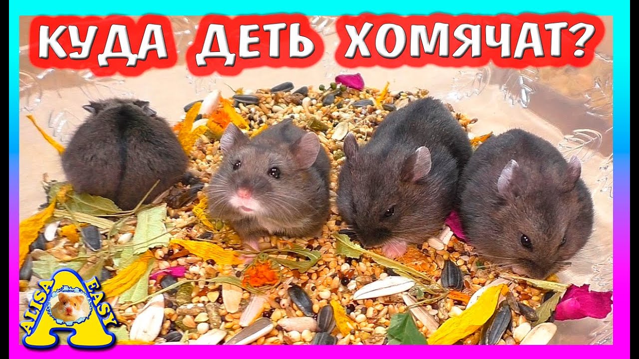 СКОЛЬКО ВЕСЯТ ХОМЯЧАТА Кемпбелла? / КУДА ПЕРЕЗЖАЮТ ХОМКИ? / РАСПАКОВКА / Alisa Easy Pets