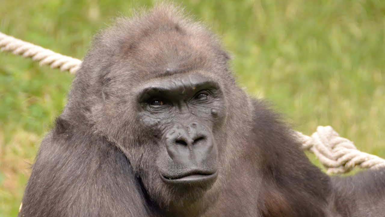 Idős gorillánk őssejtterápiás kezelése //Stem cell therapy treatment of our elderly gorilla