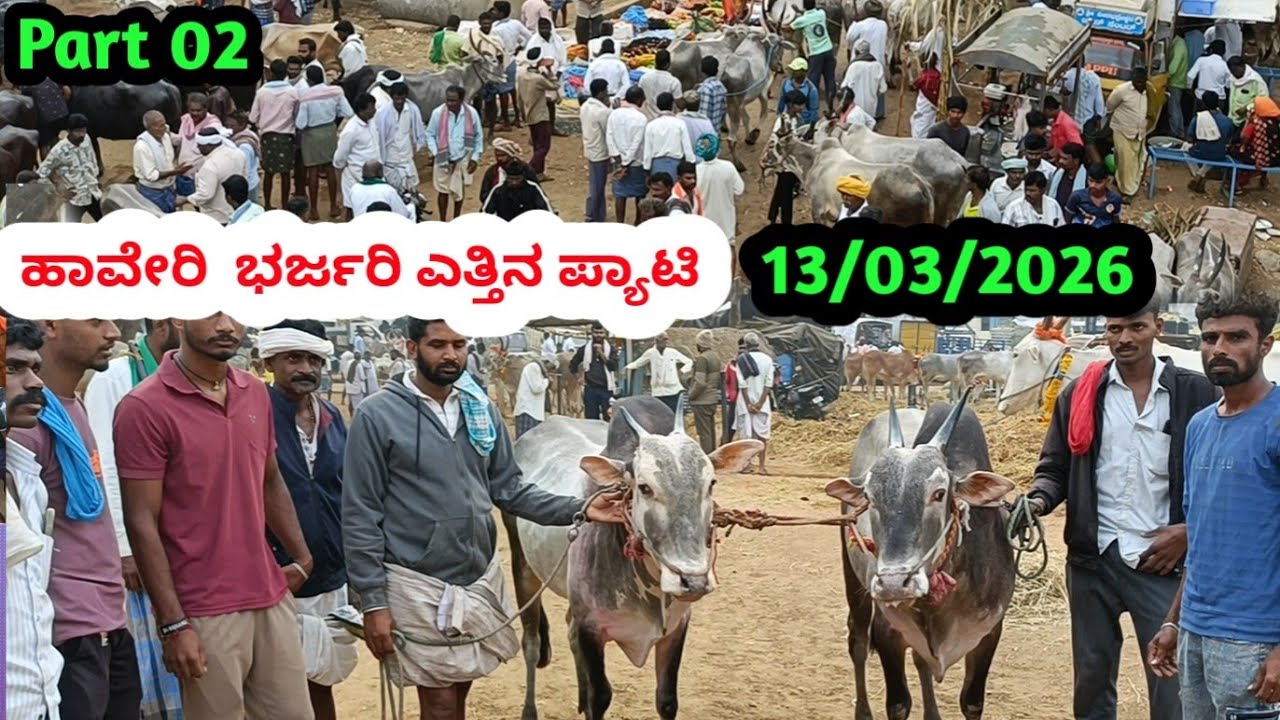 Part 02 ಹಾವೇರಿ ಎತ್ತಿನ ಪ್ಯಾಟಿ || Haveri Cattle Market || ಪ್ರತಿ ಗುರುವಾರ ಬೆಳಿಗ್ಗೆ #havericattlemarket 