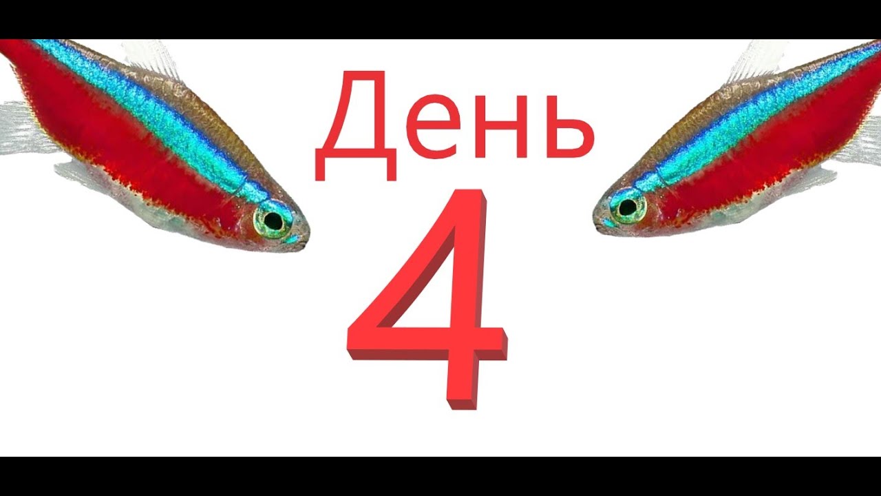 Красный неон. 4 День. Личинка. Отметала еще одна пара