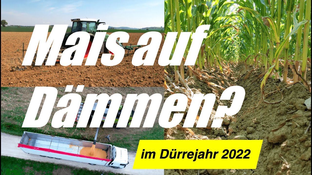 Maisanbau in D&auml;mmen im D&uuml;rrejahr 2022 Saat, Pflege und Ernte mit Turiel-Dammkultur #ernte2022