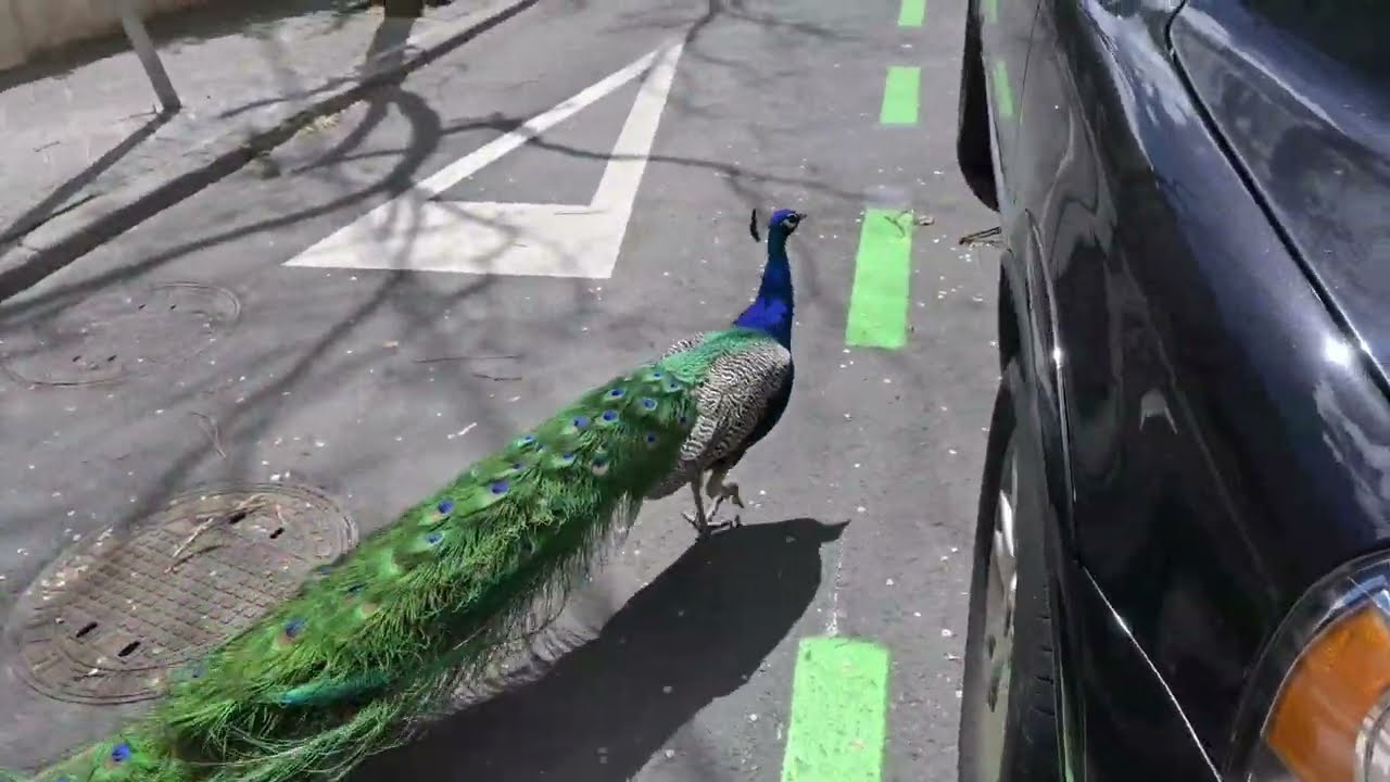 Pavo real