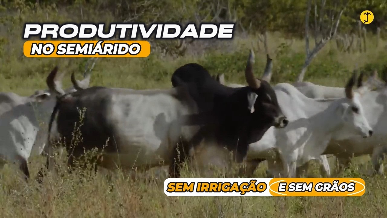 Como Alcançar Alta Produtividade de Leite no Semiárido, Sem Depender de Irrigação e de Grãos Caros?