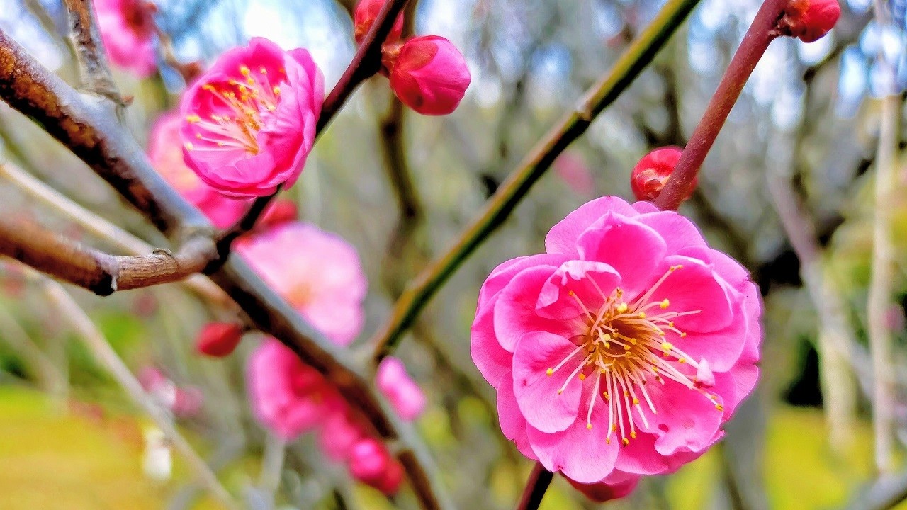 梅花のシーズン