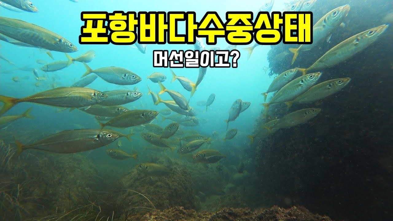 헐!!포항바다 머선일이고? 수중다큐멘터리