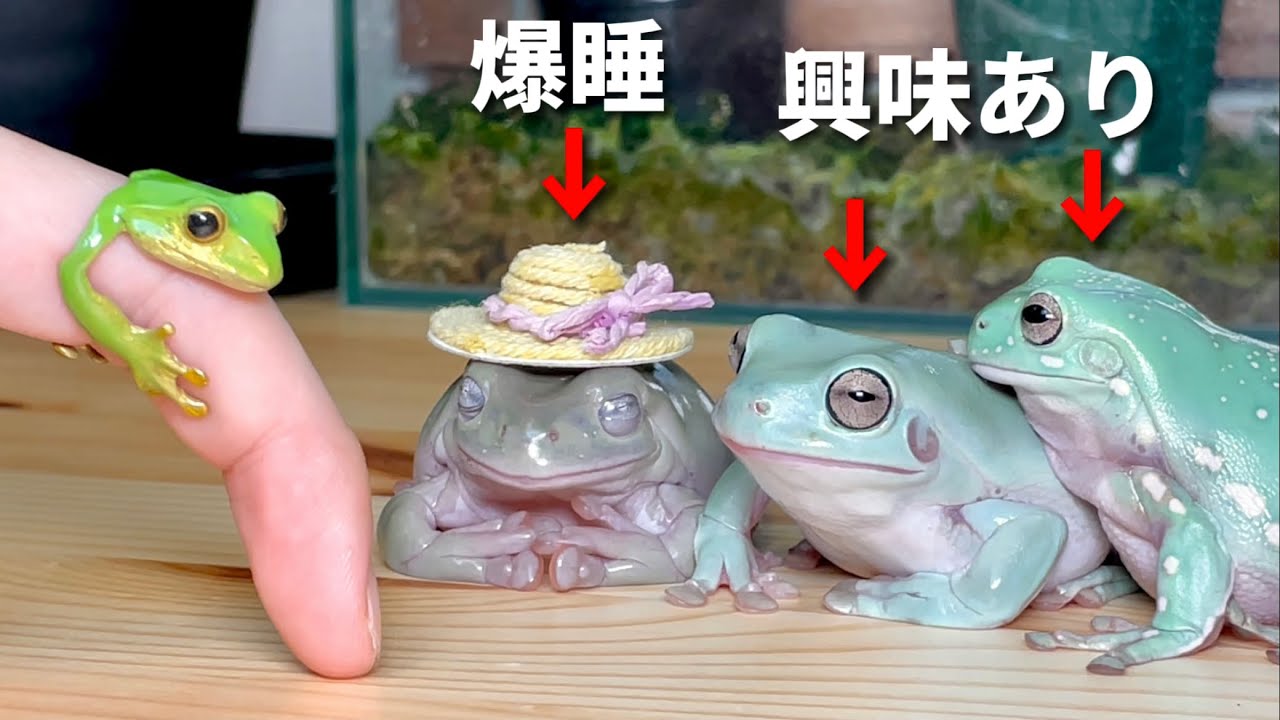 またカエルの指輪を買ったのでカエルたちに自慢してみた結果……
