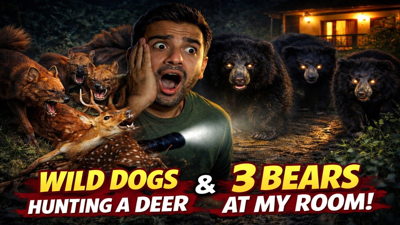 🐻🐻 நள்ளிரவு ரூமுக்கு அருகே வந்த கரடிகள் 😱 3 Sloth Bears Outside My Room! 😱 | Jolly Trip