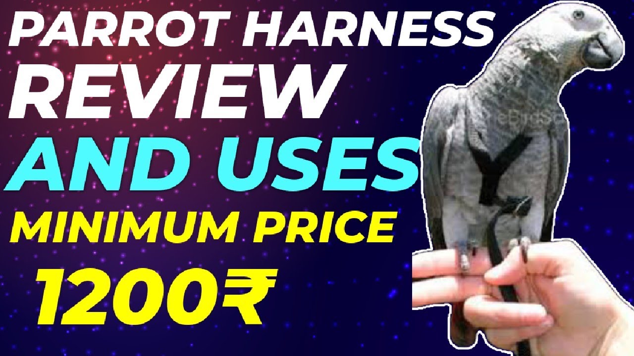 ANTI BITE-ABLE ANTI ADJUSTABLE PARROT HARNESS AVAILABLE NOW ON AMAZON SHOPPING APP,,🔗IN DESCRIPTION!