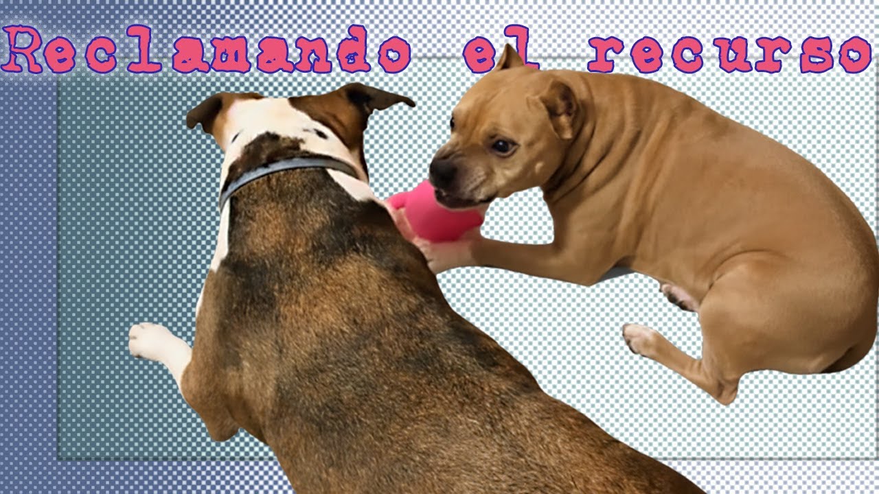Comunicación canina - Reclamando el recurso - Etología canina - Parte 2 de 2