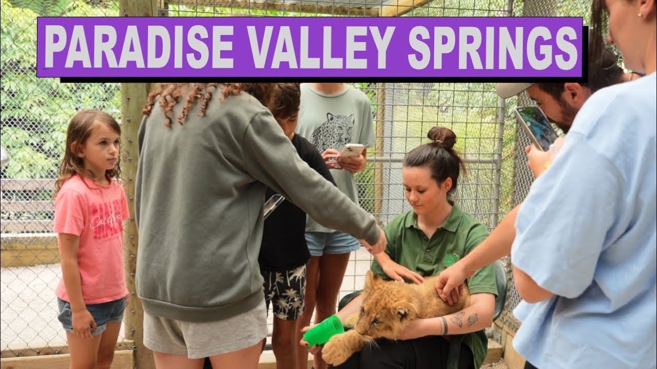 Up Close with Lion Cubs at Paradise Valley Springs!