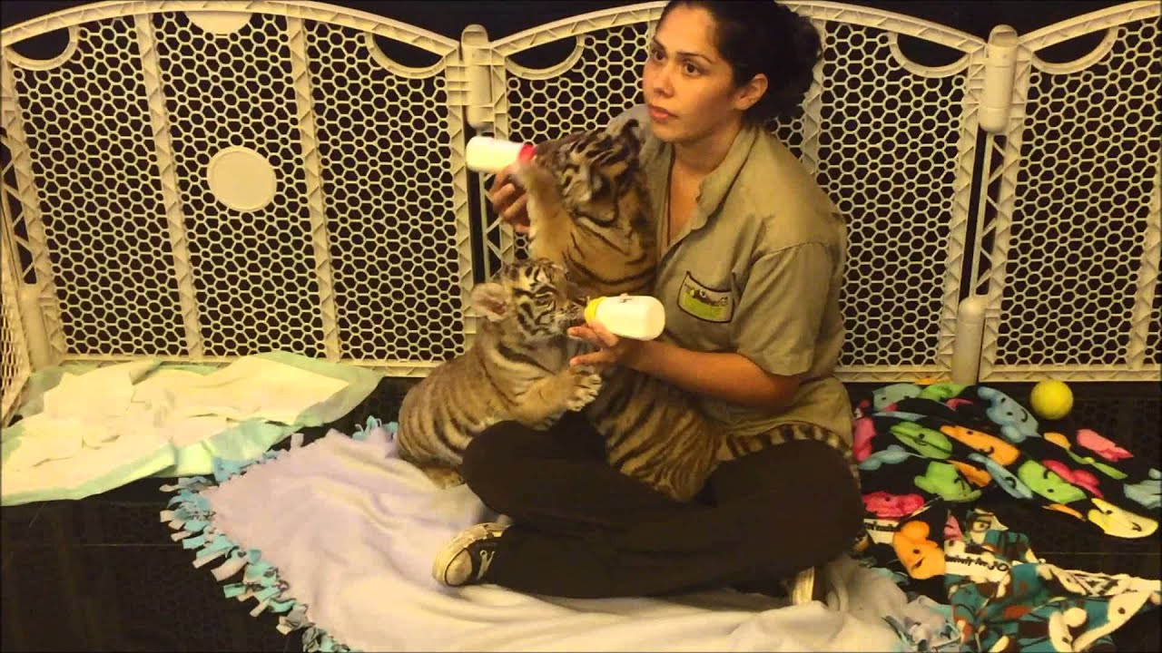 Feeding Westside's Tiger Cubs  9 23 15