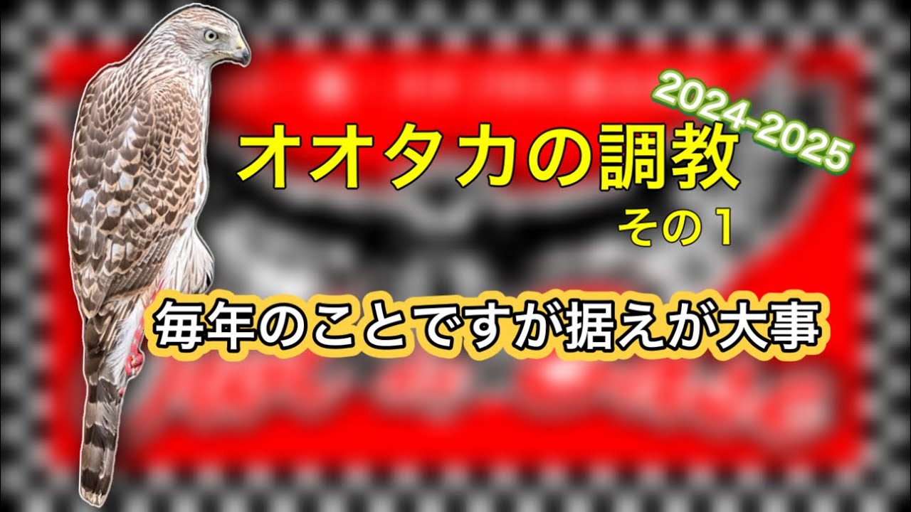 グレーオオタカの調教その1 - Hawk training part1