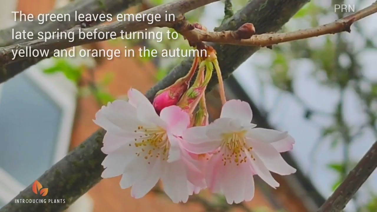 Prunus × subhirtella 'Autumnalis Rosea Cherry Blossom