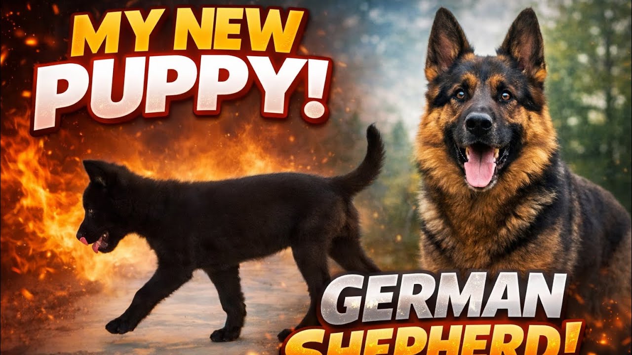 German Shepherd – The Most Loyal & Powerful Dog 🐕🔥