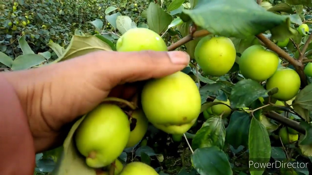 Thai Apple Ber plants best quality Indian successful