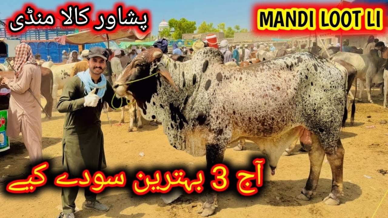 Peshawar Kala Mandi G.T Road Aaj Mandi Me Soday karwadiye Maweshi Mandi 2024 3 Janwar Liye Cow Mandi