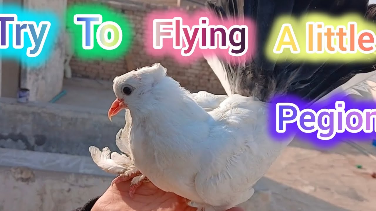 Tried to fly a little pegion🕊