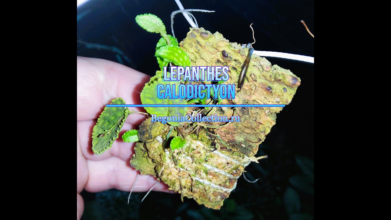Lepanthes calodictyon
