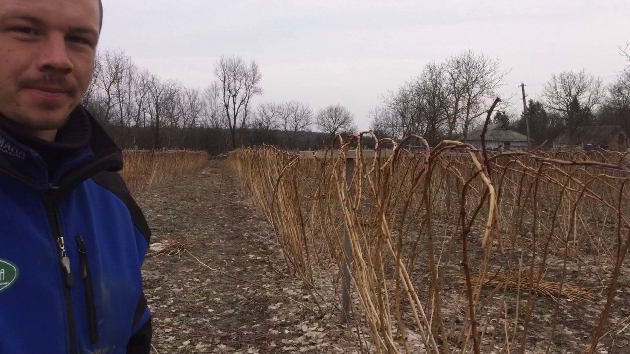 Заплетание летней малины на шпалеру косичкой д.п. Батькив сад