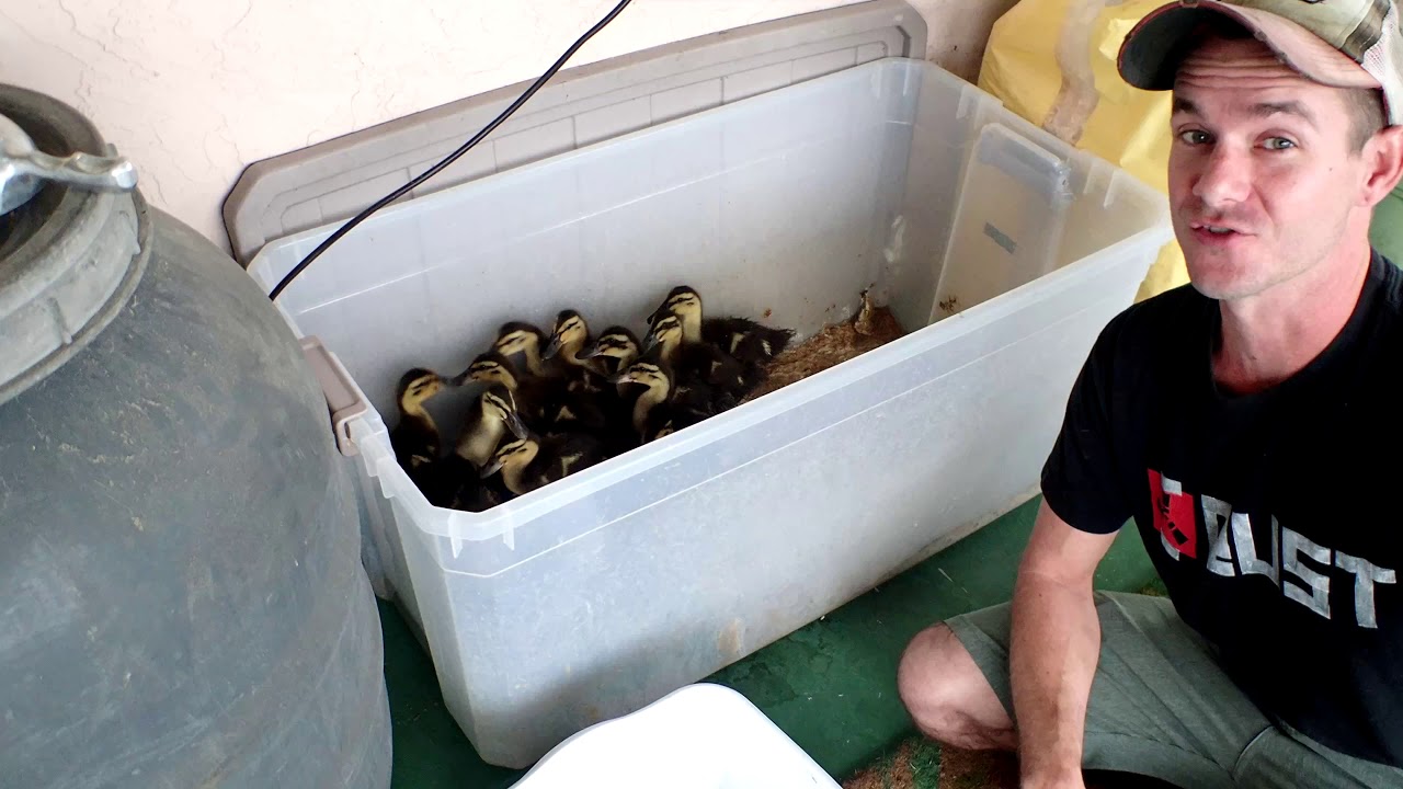PART 3 - Acclimating Baby Ducklings to the Outdoors