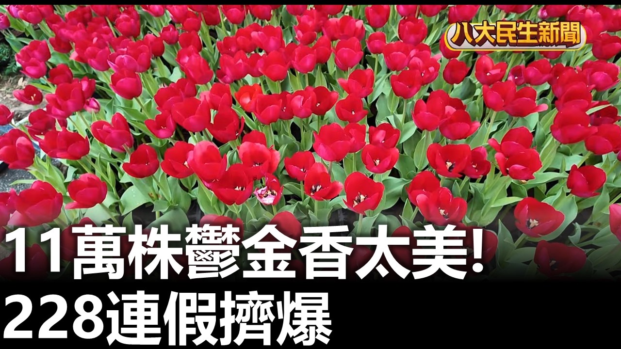 11萬株鬱金香太美! 228連假擠爆 八大民生新聞 2026022707