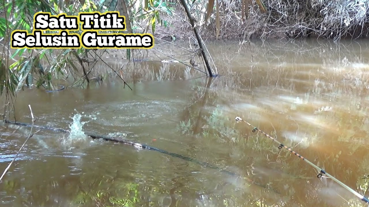 Begitu duduk satu tempat mancing dapat selusin gurame 