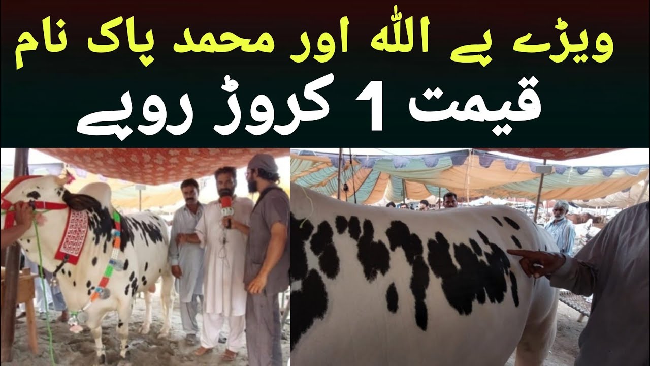 Bakra Mandi | Bakra Mandi 2022 | Biggest Cow | Eid Special | Cow Mandi