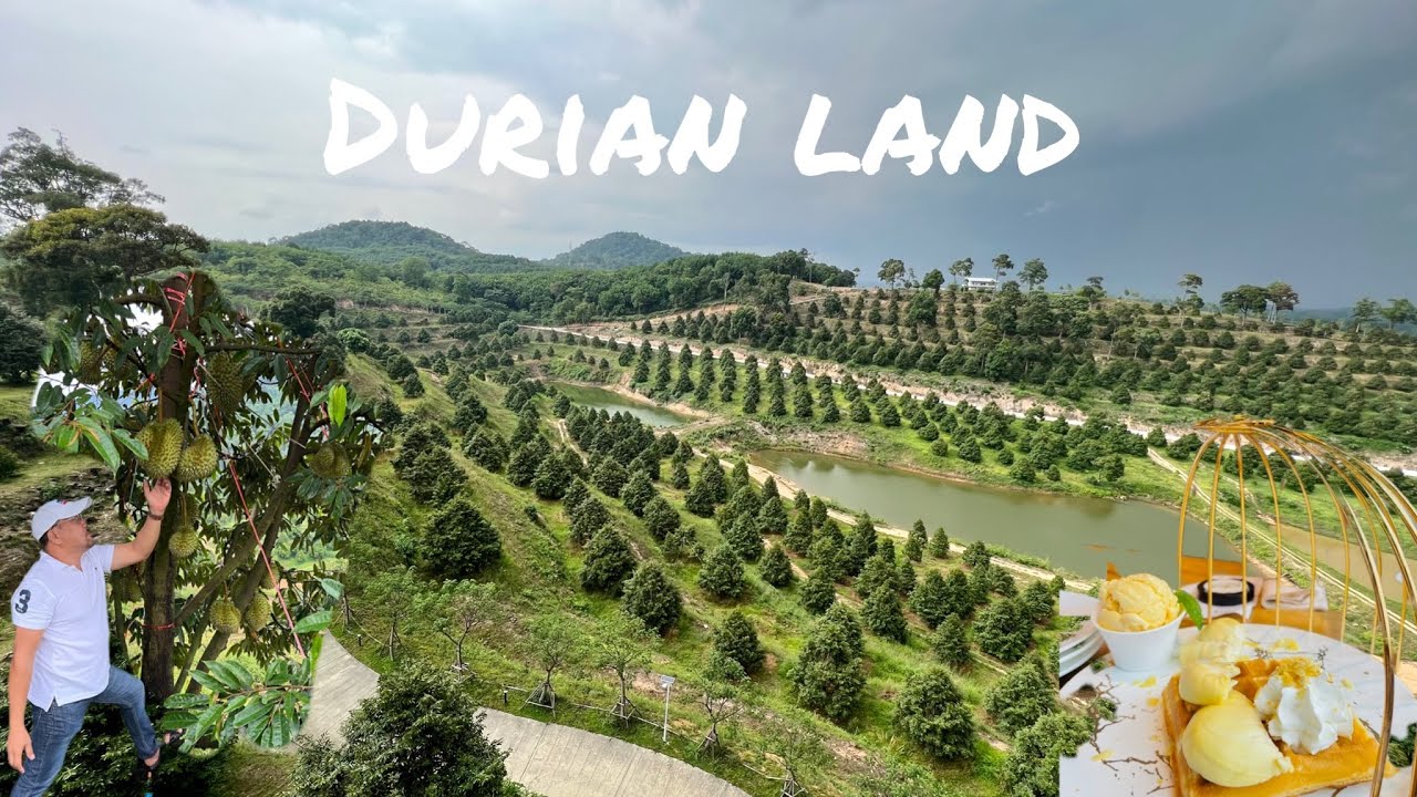 Durian land Part-2 @Chantaburi Farm Thailand