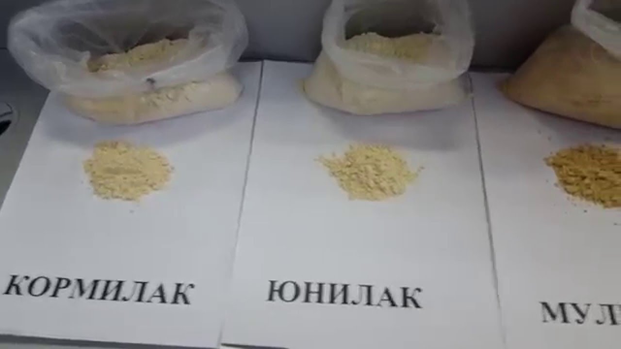 Как вырастить теленка / какой ЗЦМ лучше