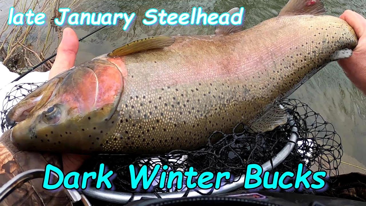 late January Steelhead - Dark Winter Bucks