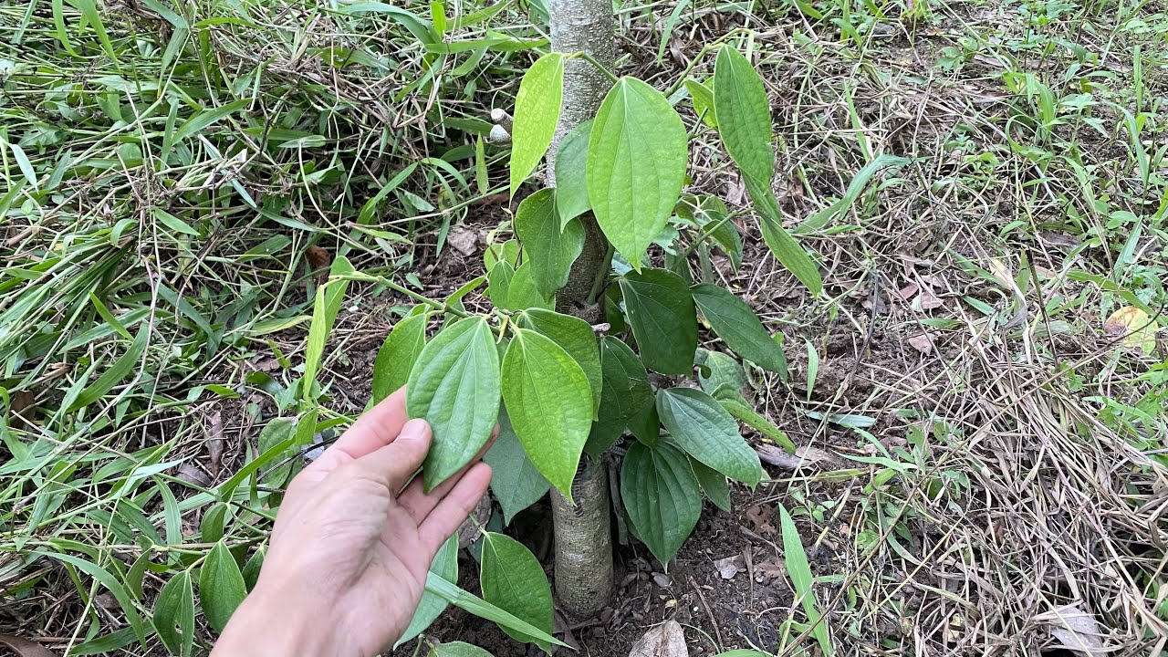 Cách chăm sóc cây tiêu con, cây tiêu mới trồng nhanh lớn.