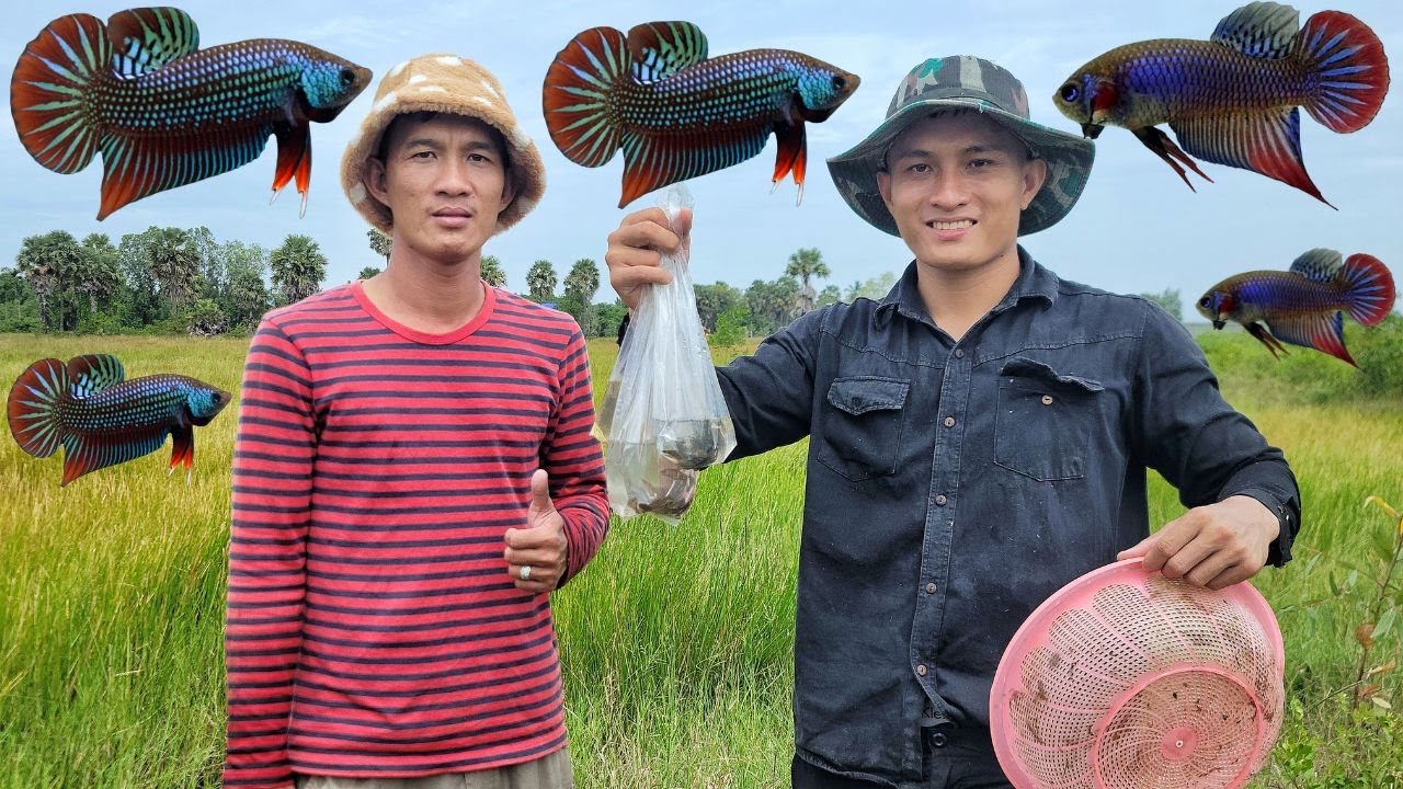 Catching Betta fish with by brother, ចាប់ត្រីក្រឹមព្រៃជាមួយបងប្រុស