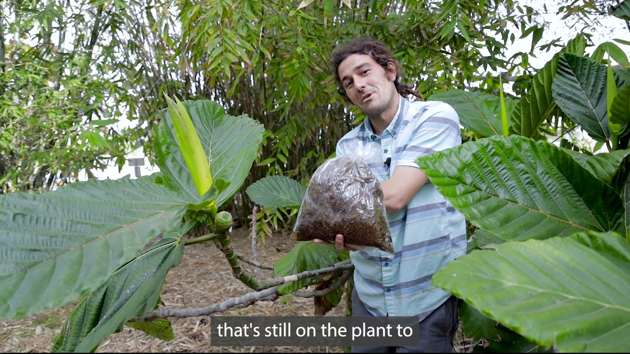 Tony, Ficus dammaropsis, dinner plate fig tree