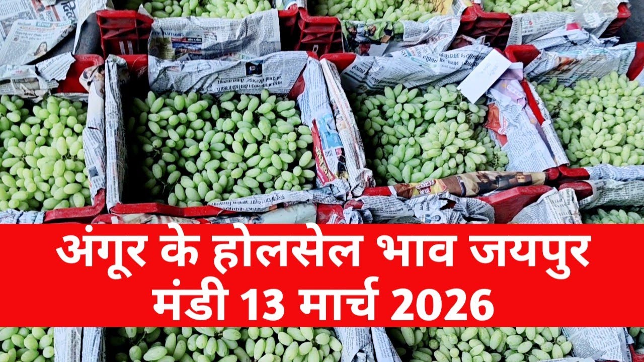 अंगूर संतरा सेव खरबूज के ताजा भाव 13 मार्च 2026 | सेव भाव  jaipur fruit market | jaipur mandi bhav