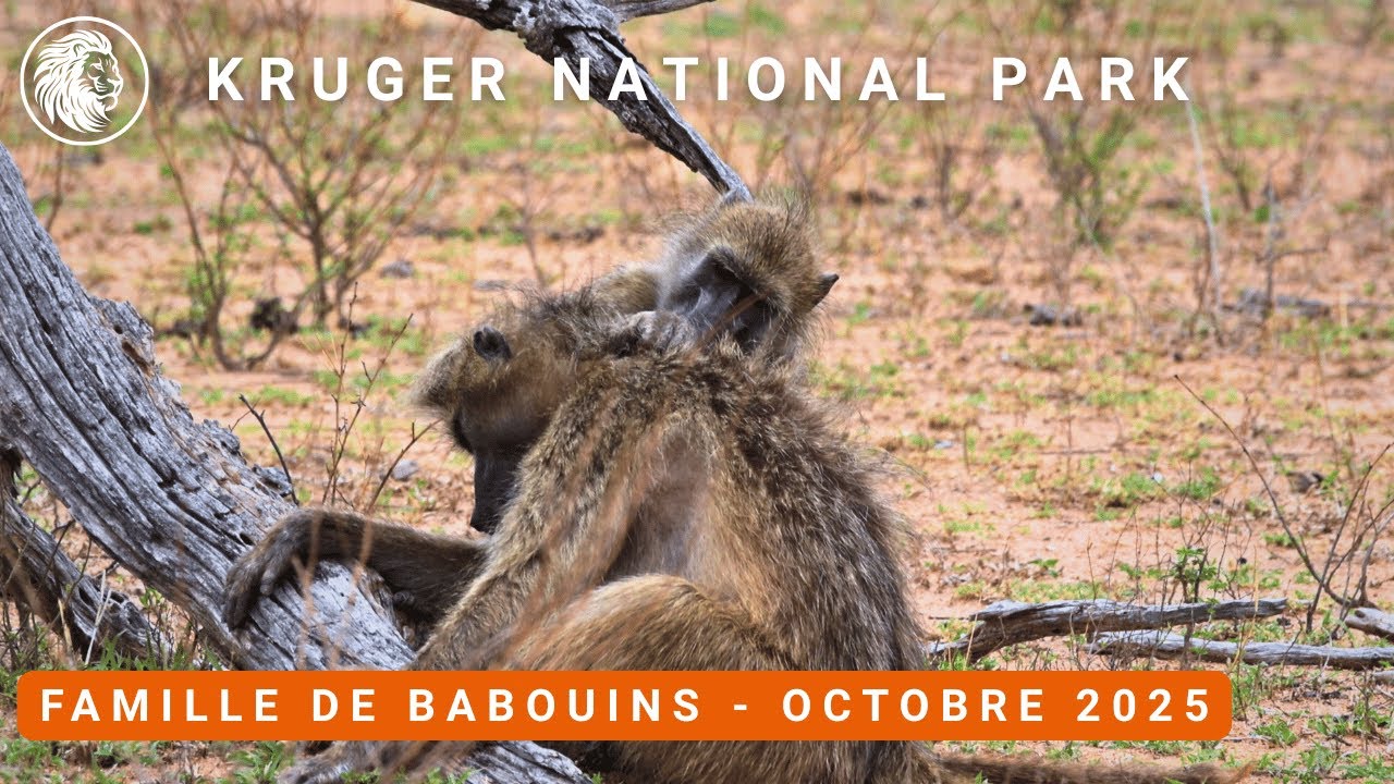 Dans l’intimité d’une famille de babouins du Kruger 🐾