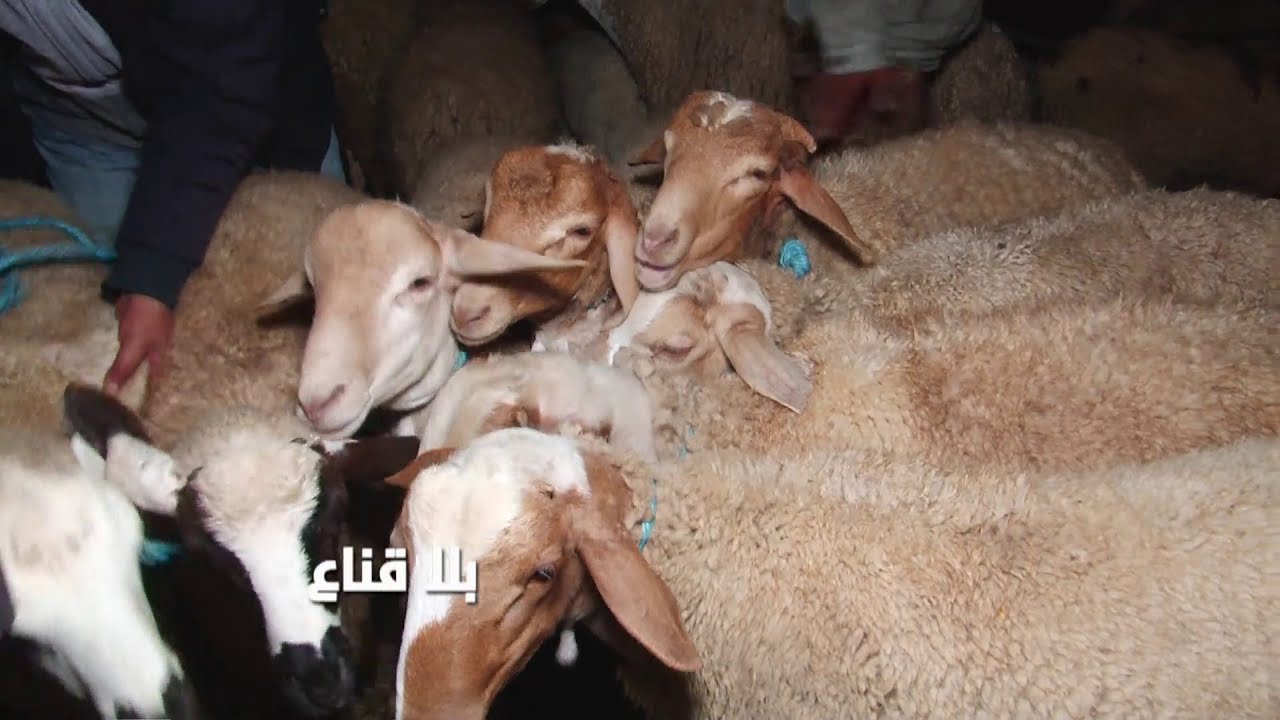 بيعة وشرية أمام الكاميراا..علوش 7شهور ب800دينار والنعجة ب600ألف..القشار هو الشاري والمواطن غائب؟!